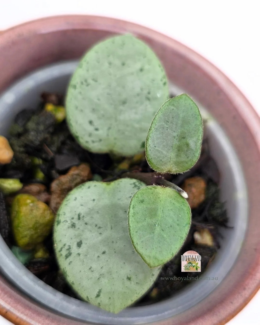 🍂 Hoya 'Mathilde' Grey Fairy – The Ultimate Rare Silver Unicorn